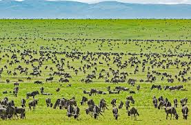 Serengeti
