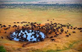 Masai Mara